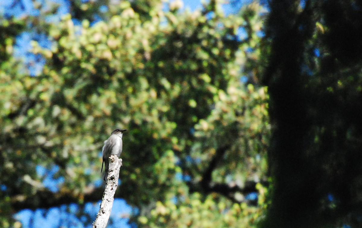 Olive-sided Flycatcher - ML622108823