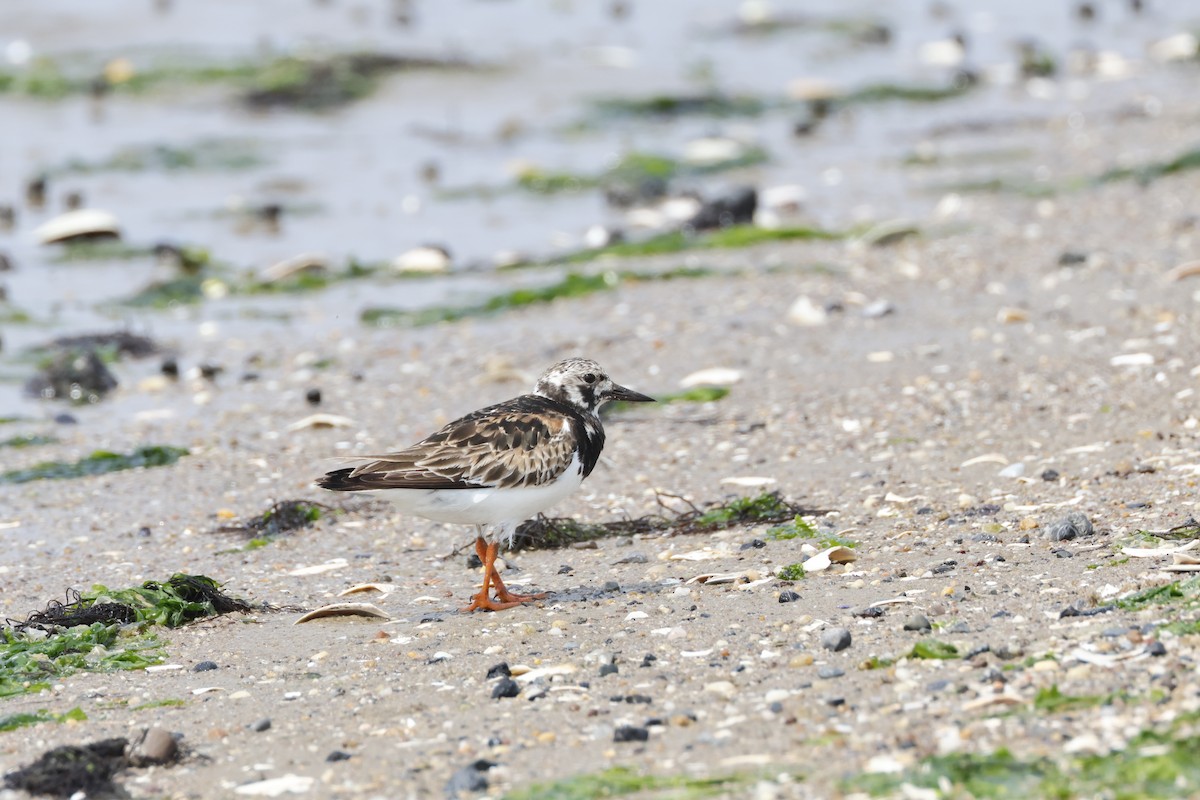 Ruddy Turnstone - ML622108862