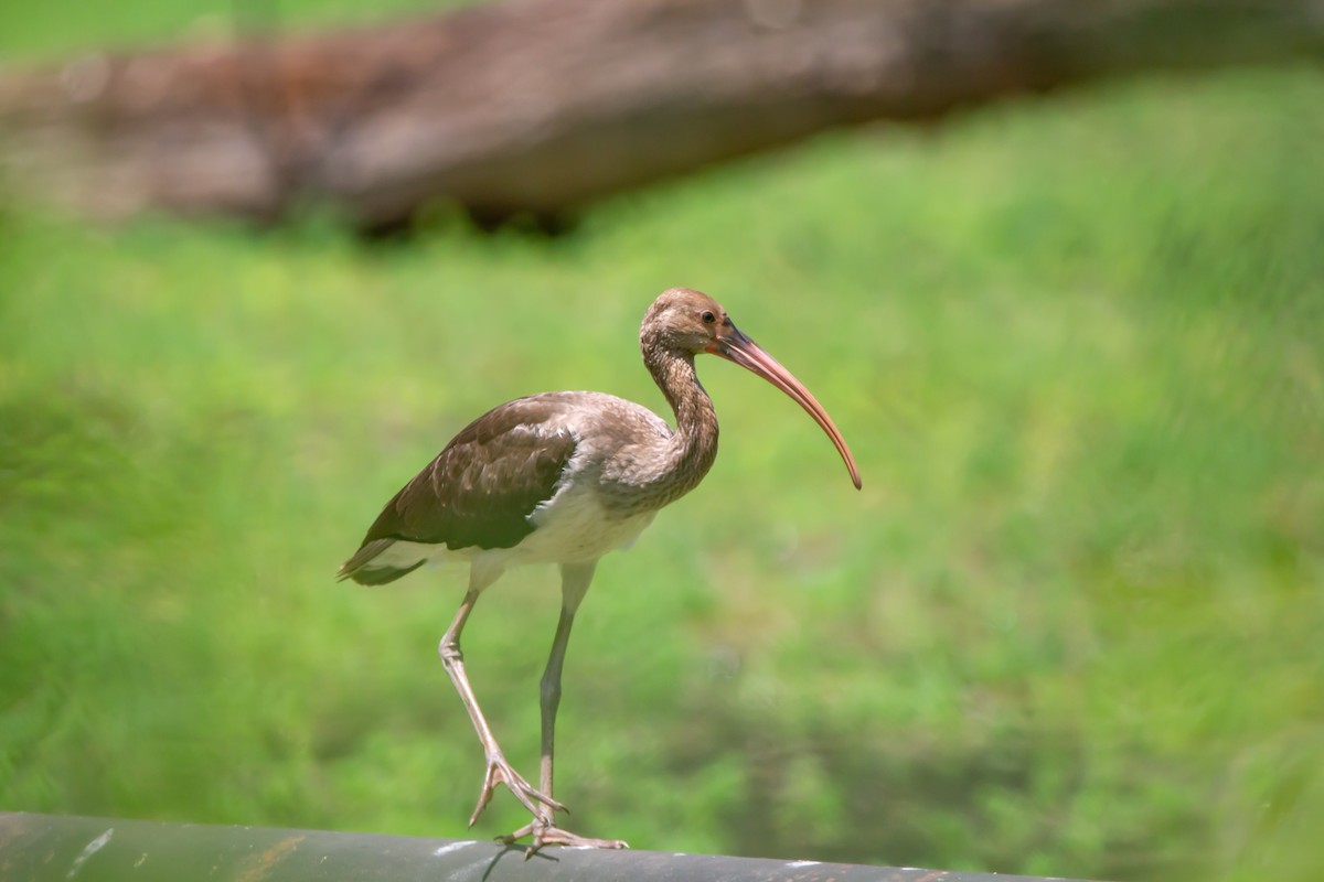 White Ibis - Serena Pedane