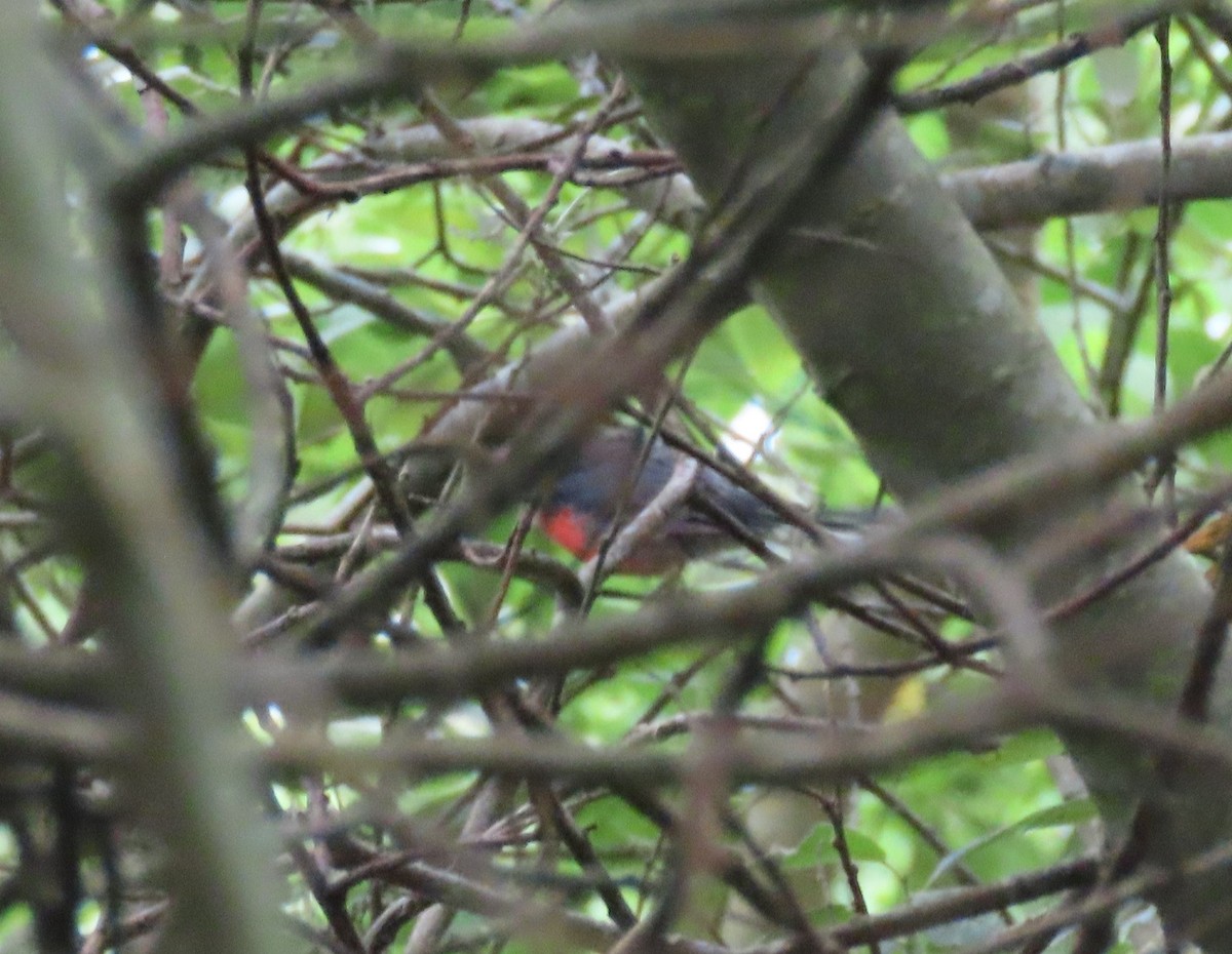 Slate-throated Redstart - ML622108899