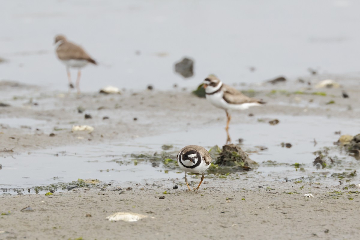 Semipalmated Plover - ML622108901