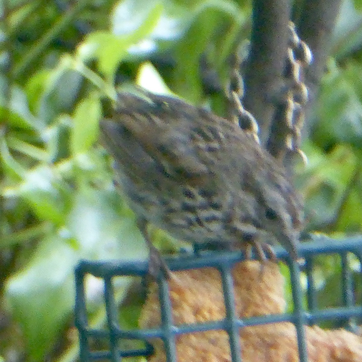 Song Sparrow - ML622108902