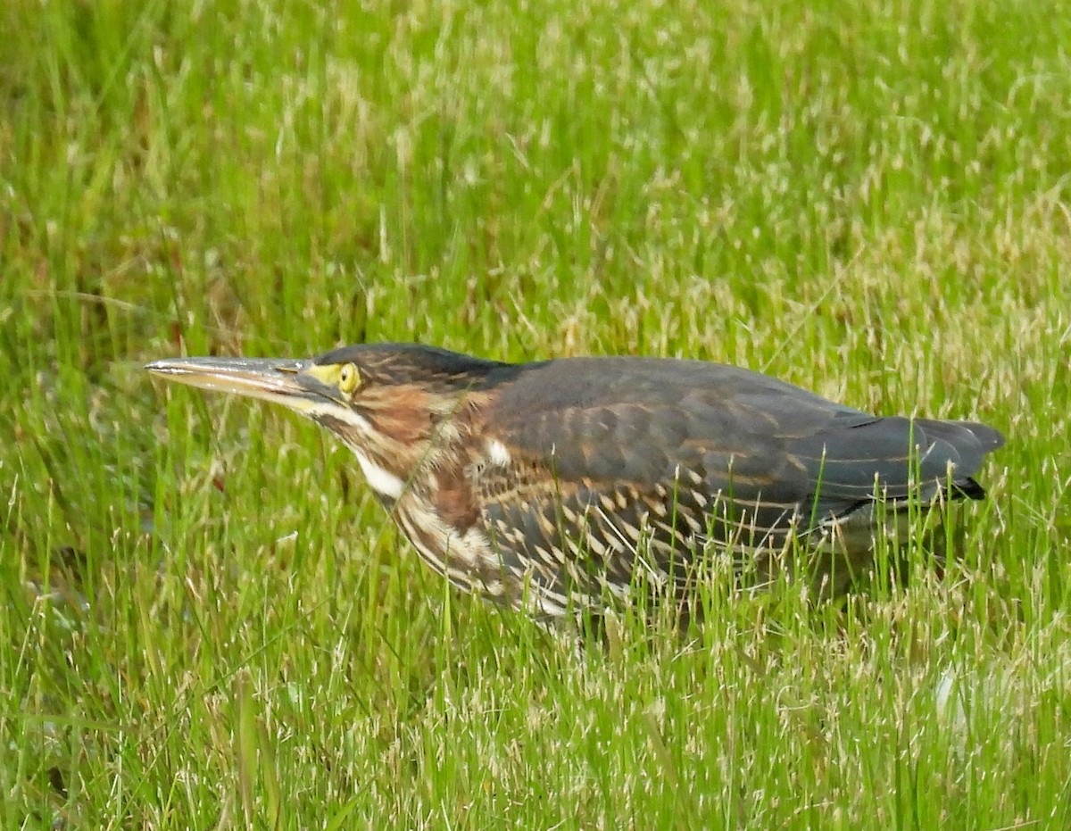 Green Heron - ML622108903