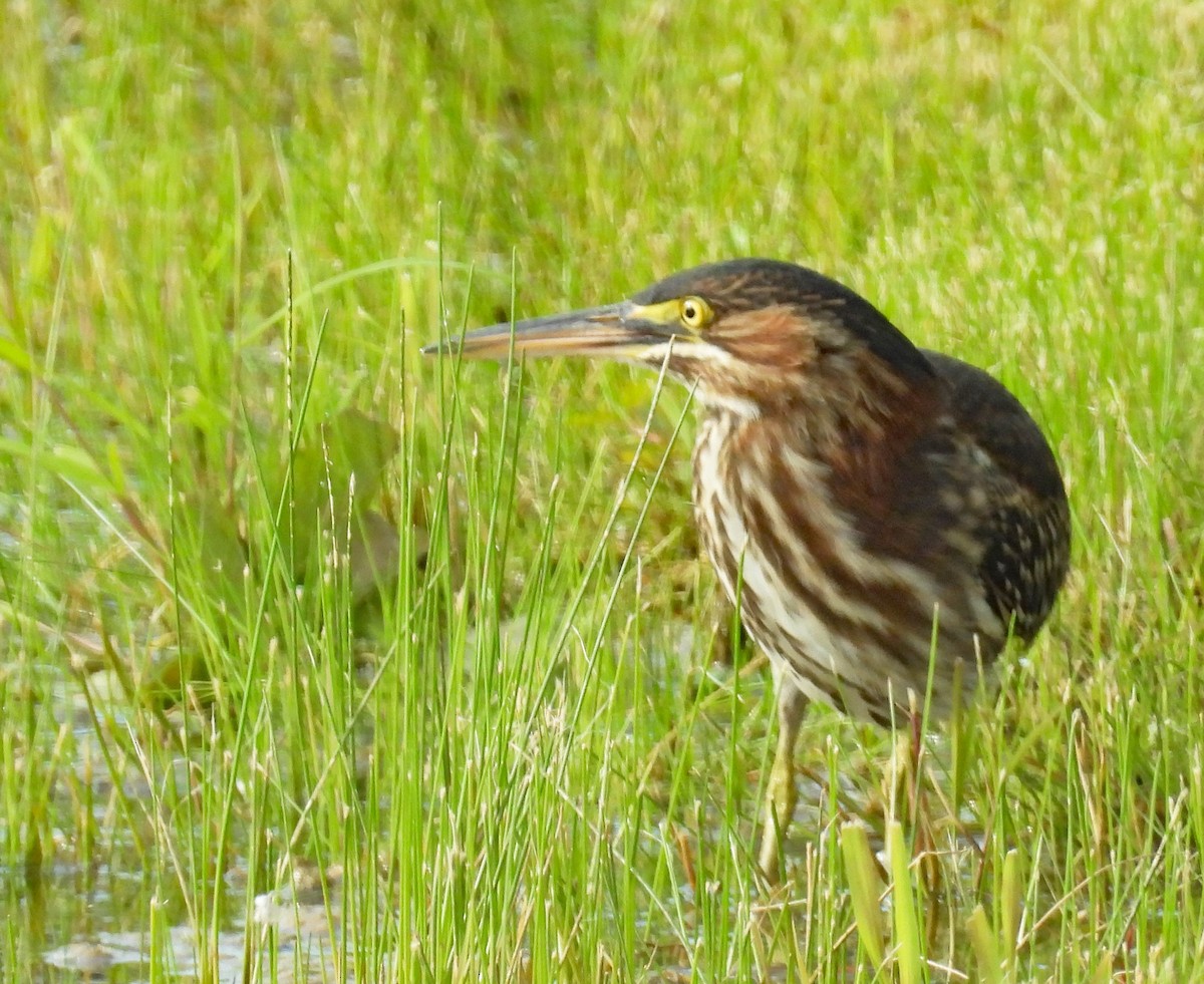 Green Heron - Don Gorney