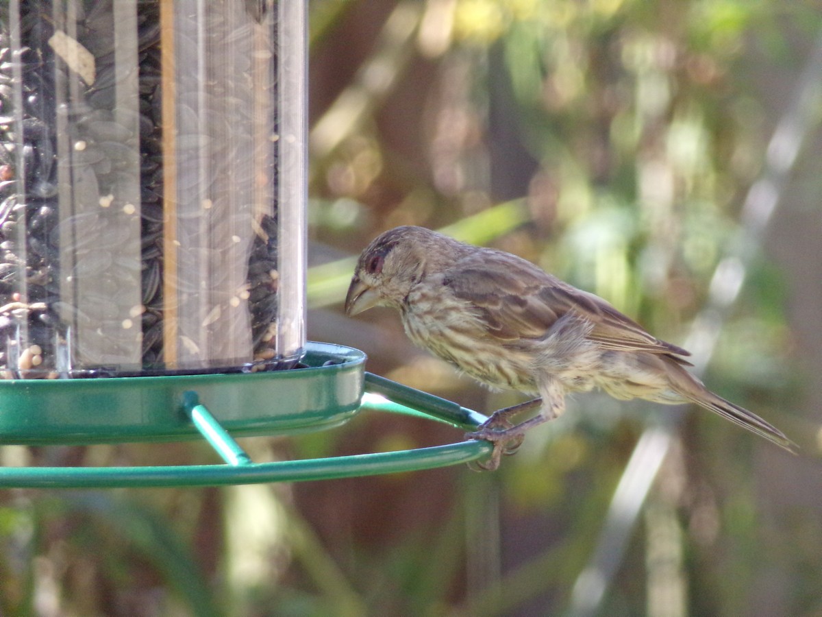 House Finch - ML622108905