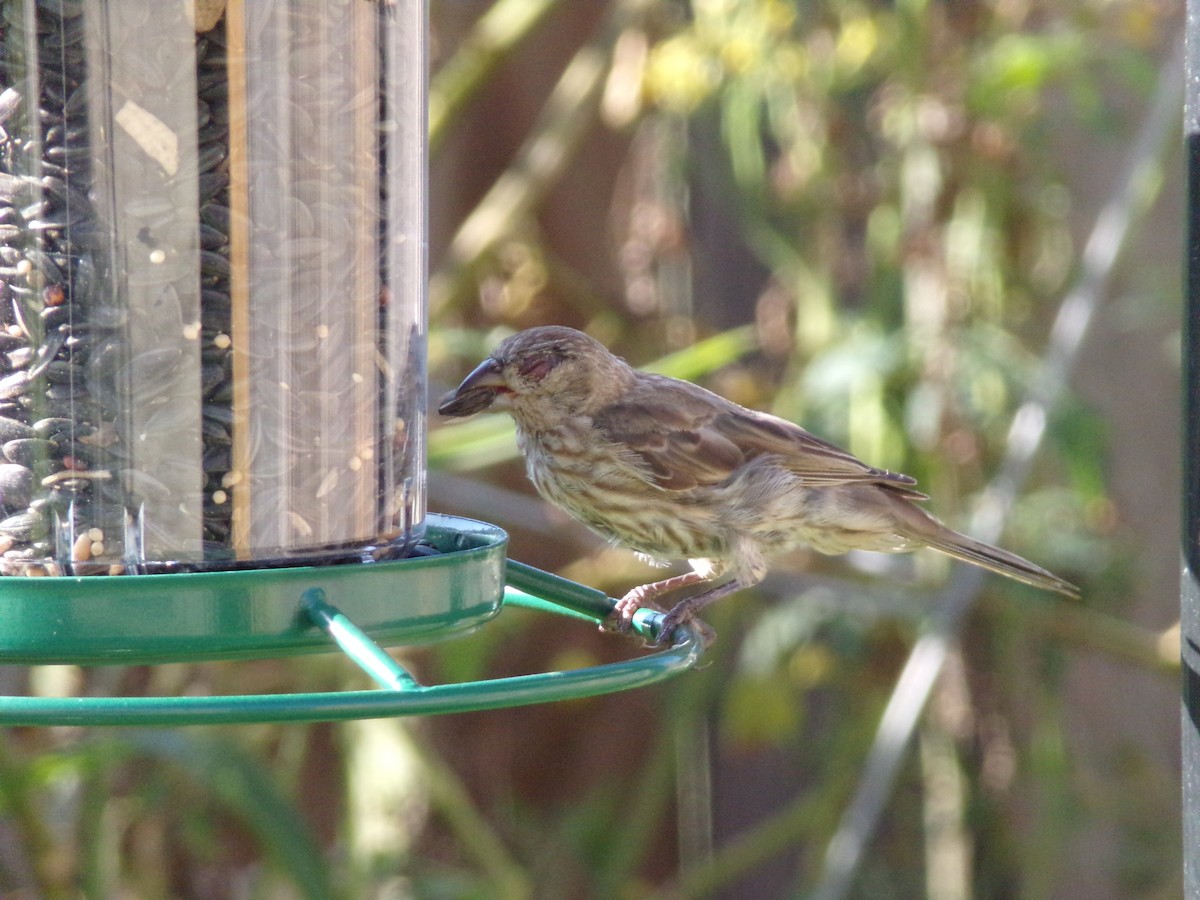 House Finch - Texas Bird Family