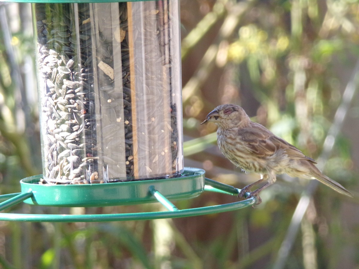 House Finch - ML622108907