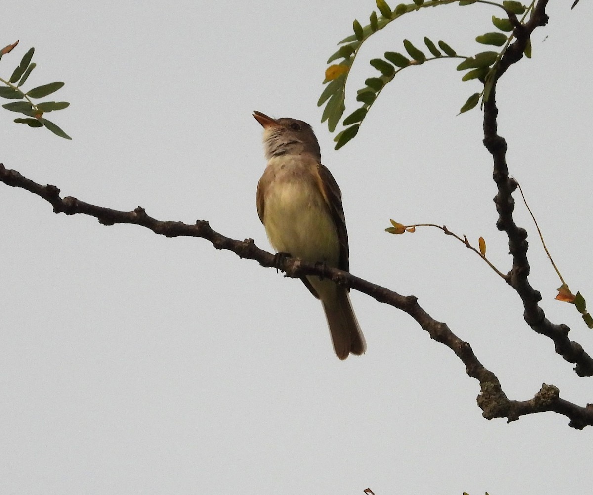 Willow Flycatcher - ML622108908