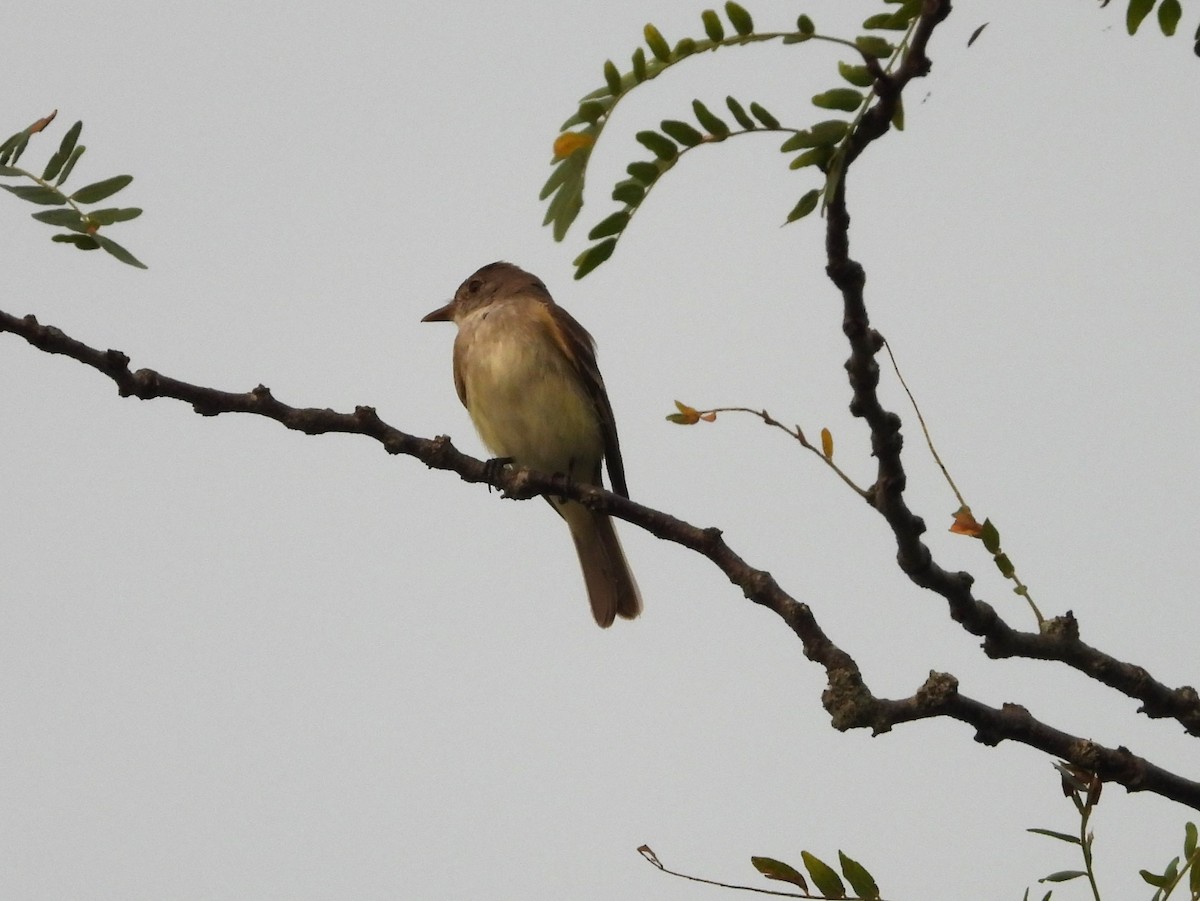 Willow Flycatcher - ML622108912