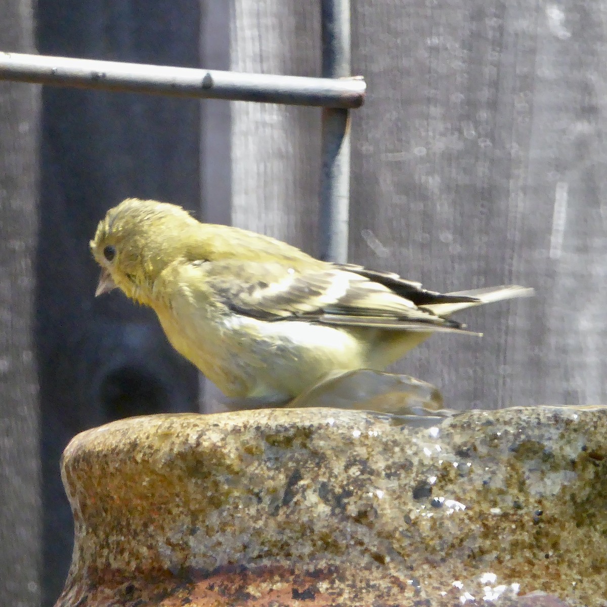 Lesser Goldfinch - ML622108915