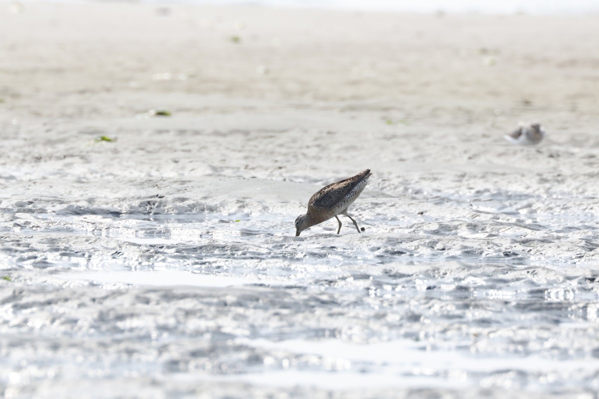 Short-billed Dowitcher - ML622108916