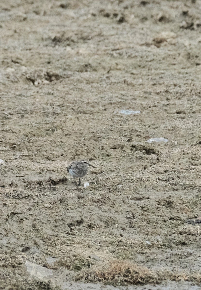 Semipalmated Sandpiper - ML622108917