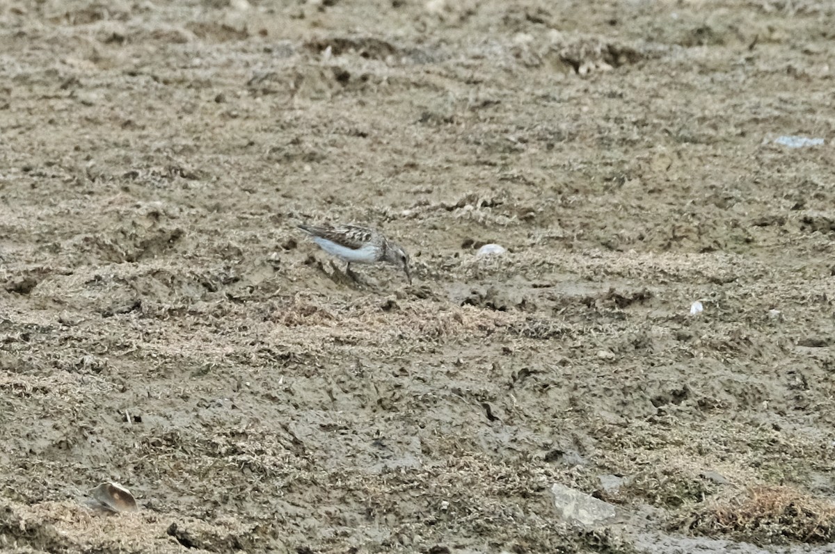 Semipalmated Sandpiper - ML622108918