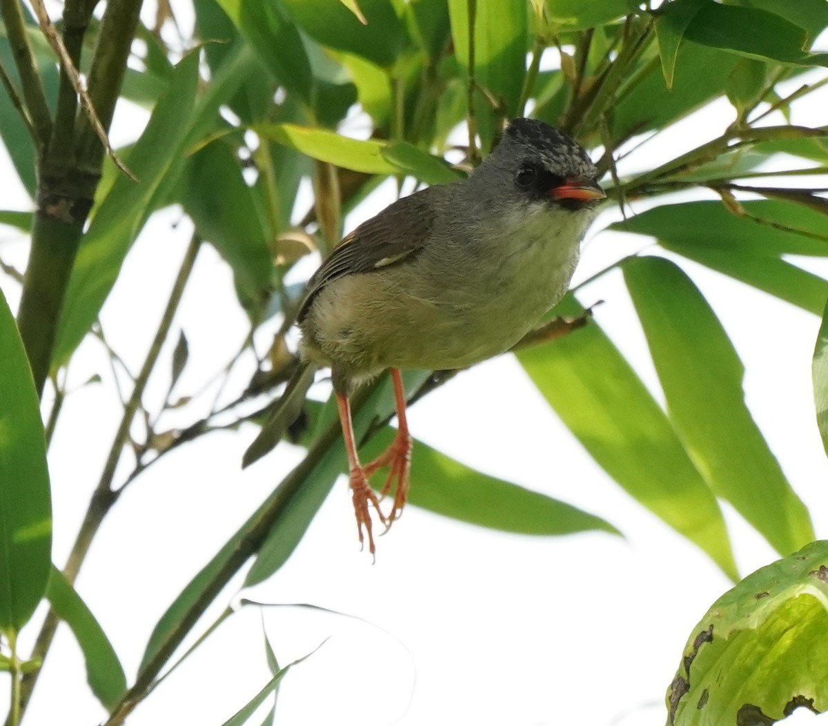 Black-chinned Yuhina - ML622108919