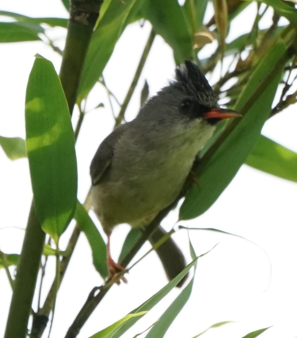 Black-chinned Yuhina - Lynn Hui