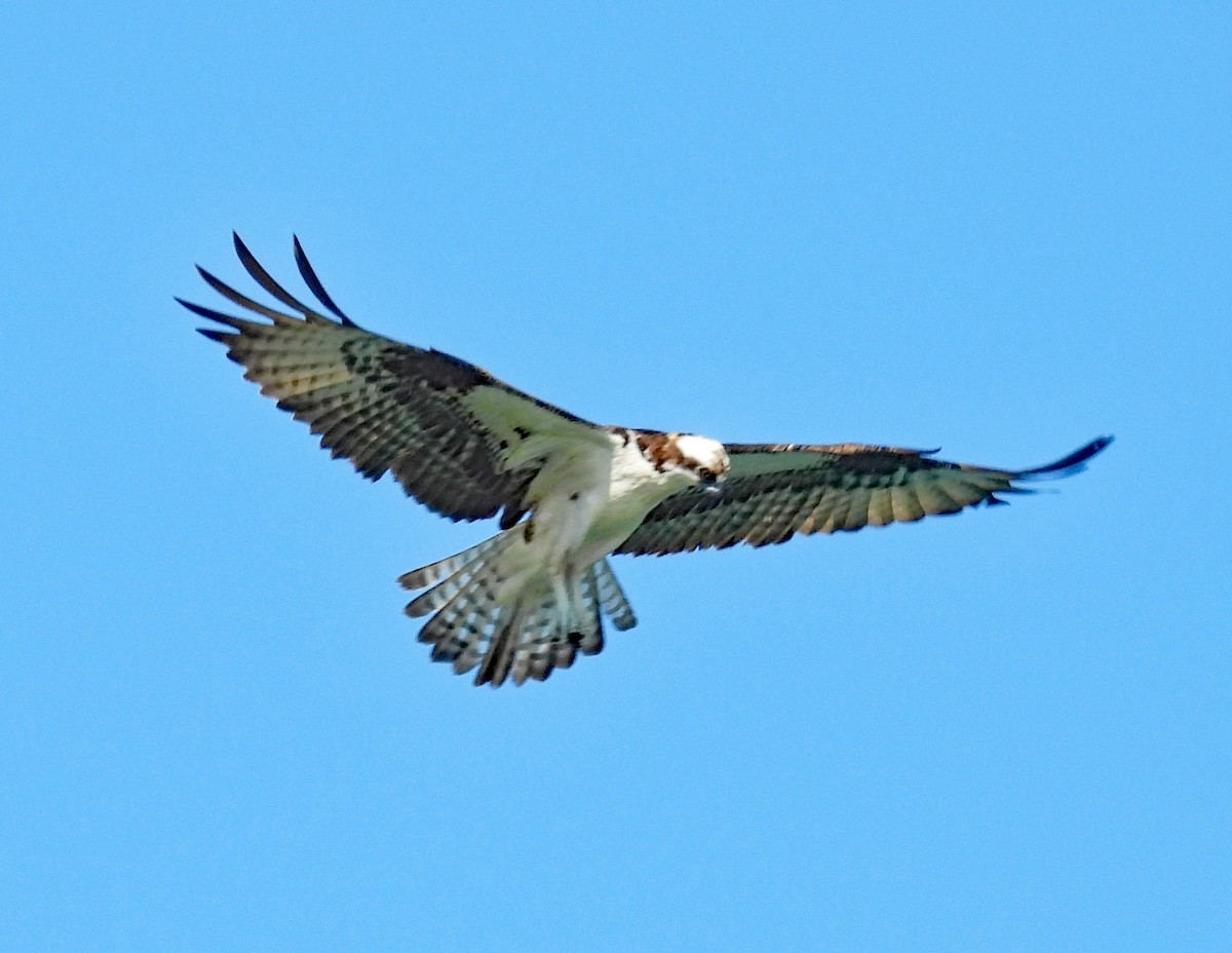 Osprey - ML622108921