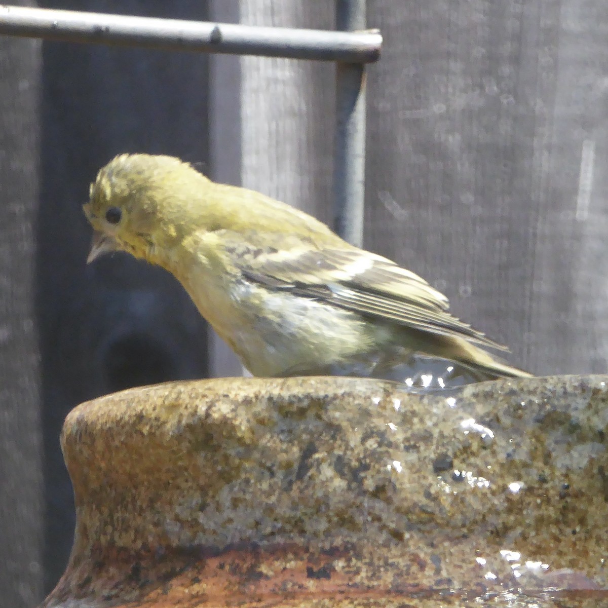 Lesser Goldfinch - ML622108923