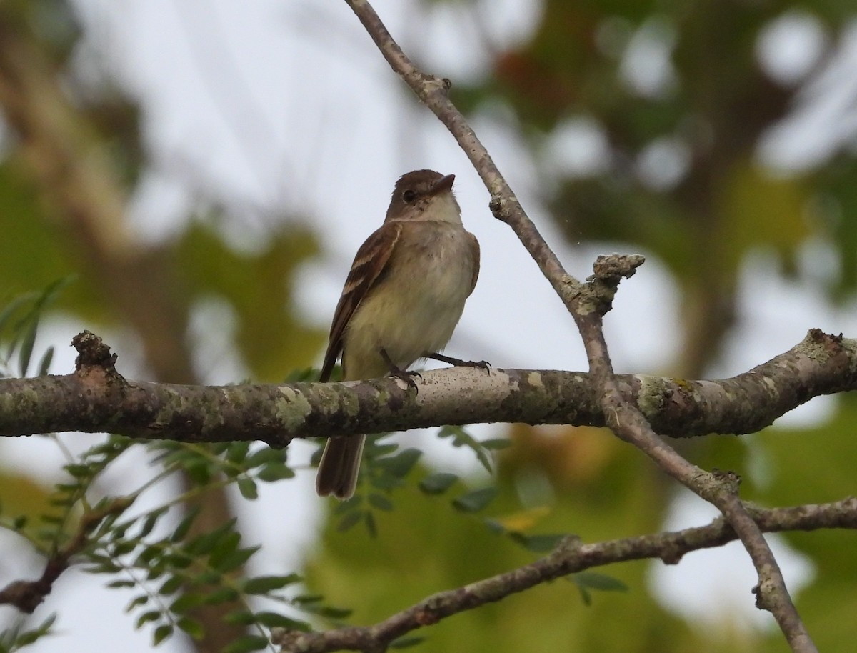 Willow Flycatcher - ML622108924