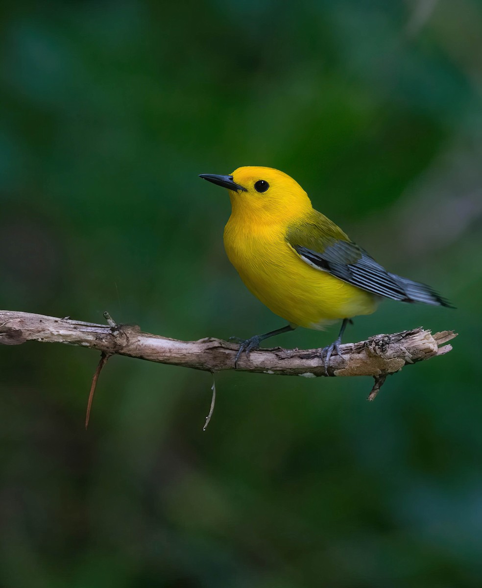 Prothonotary Warbler - ML622108925