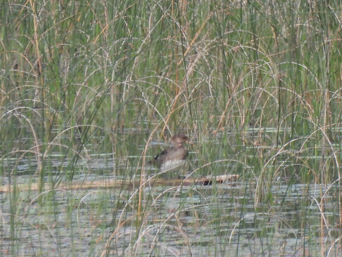 Hooded Merganser - ML622108931