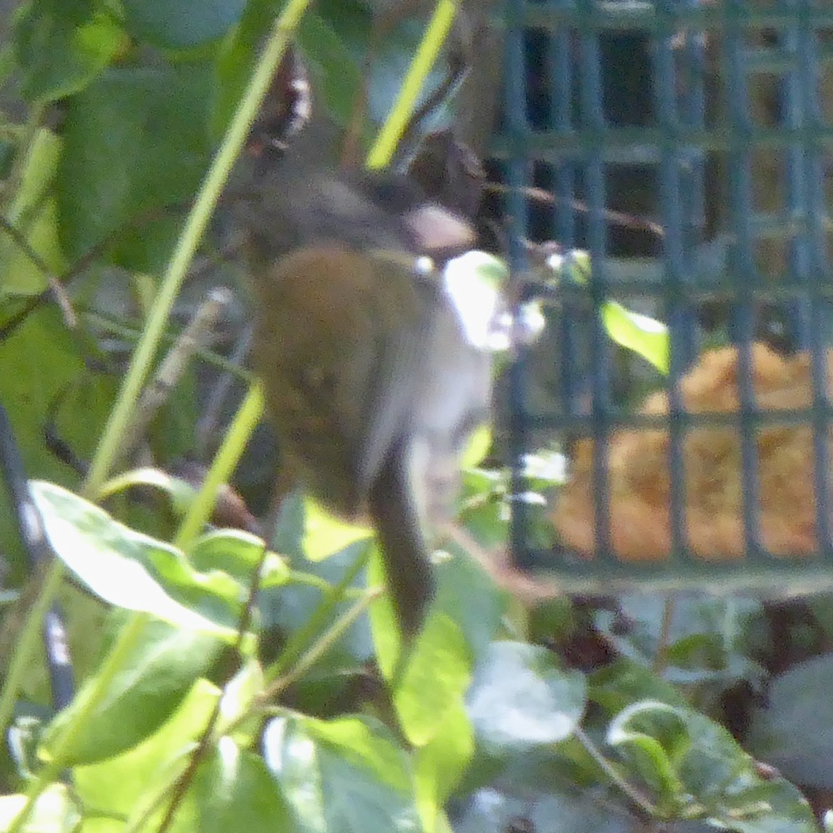 Dark-eyed Junco (Oregon) - Anonymous