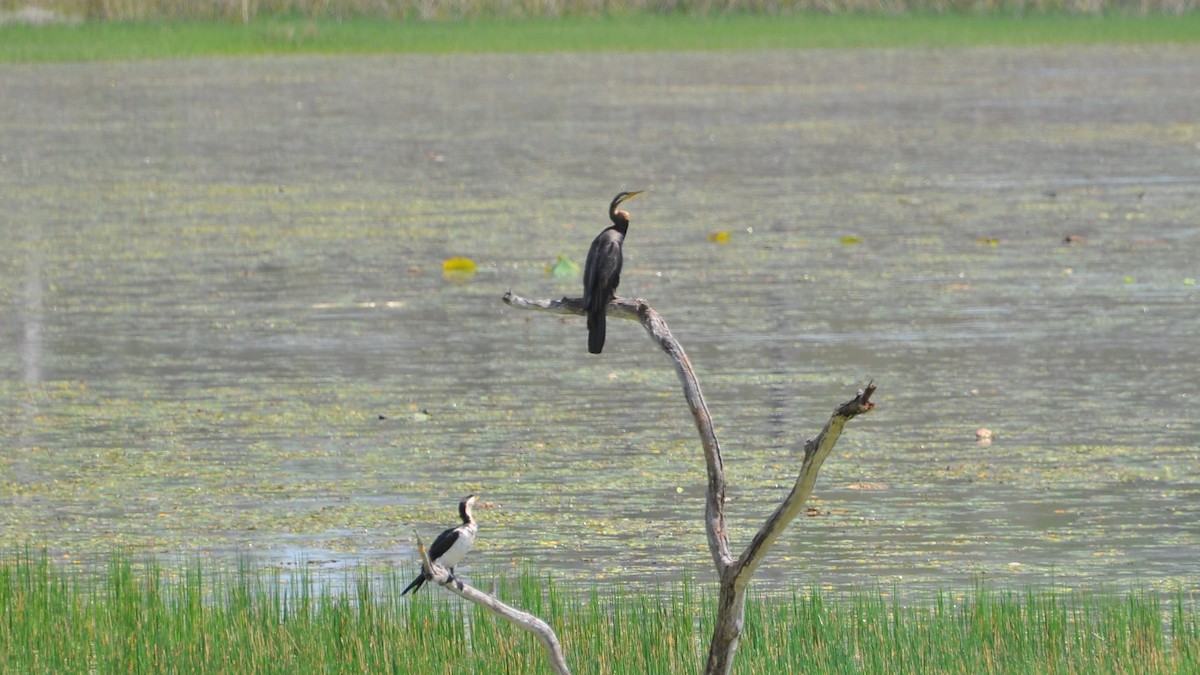 Australasian Darter - ML622108933