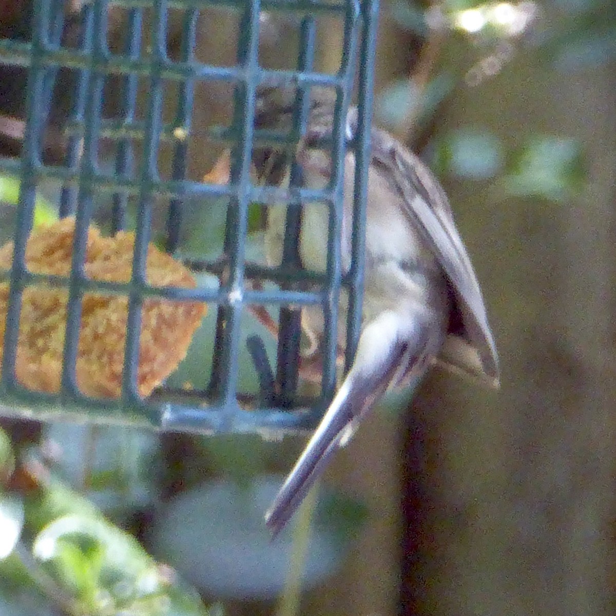 Dark-eyed Junco (Oregon) - ML622108938