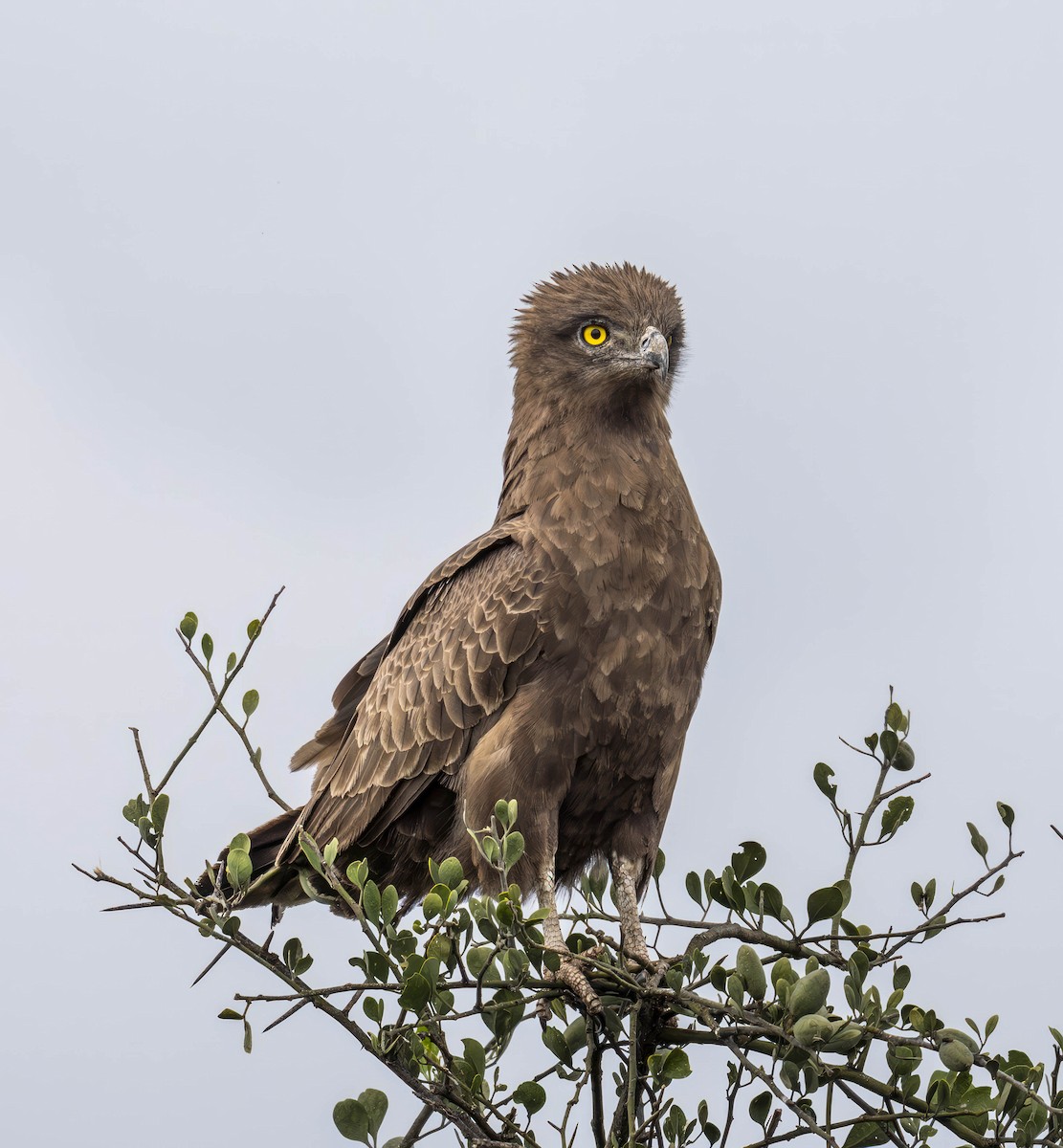 Brown Snake-Eagle - ML622108951