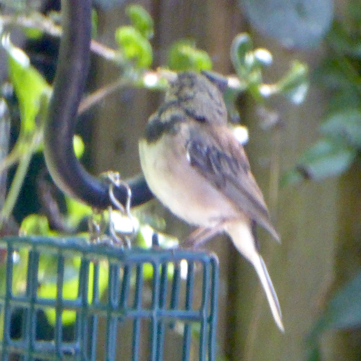 Dark-eyed Junco (Oregon) - ML622108953