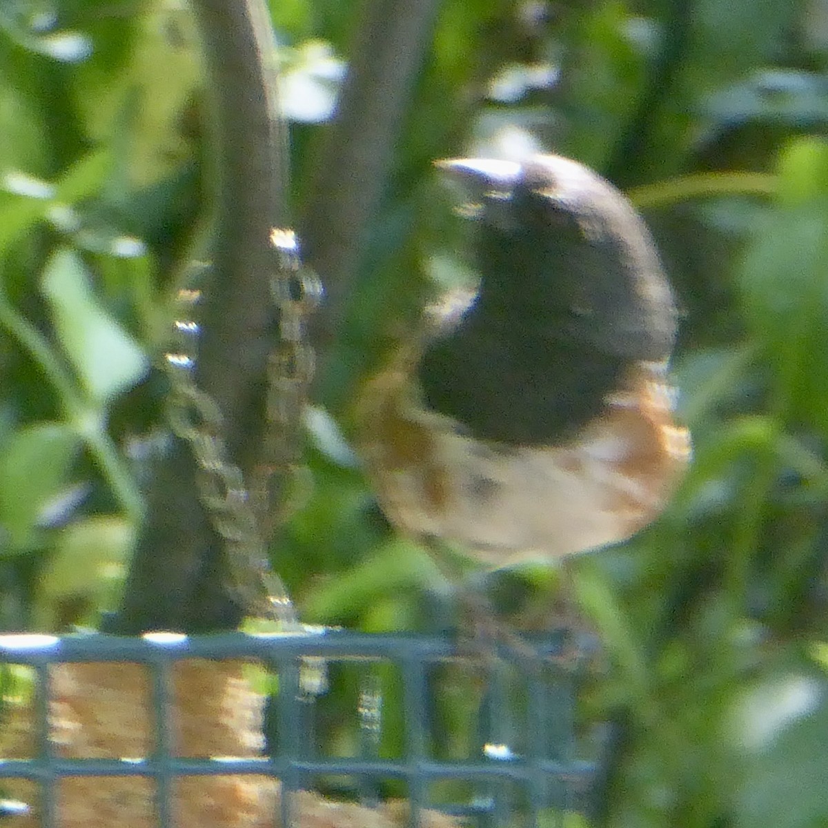 Spotted Towhee - ML622108957