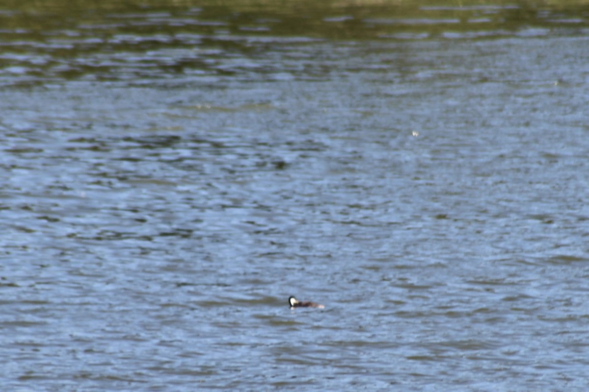 Western Grebe - ML622108958