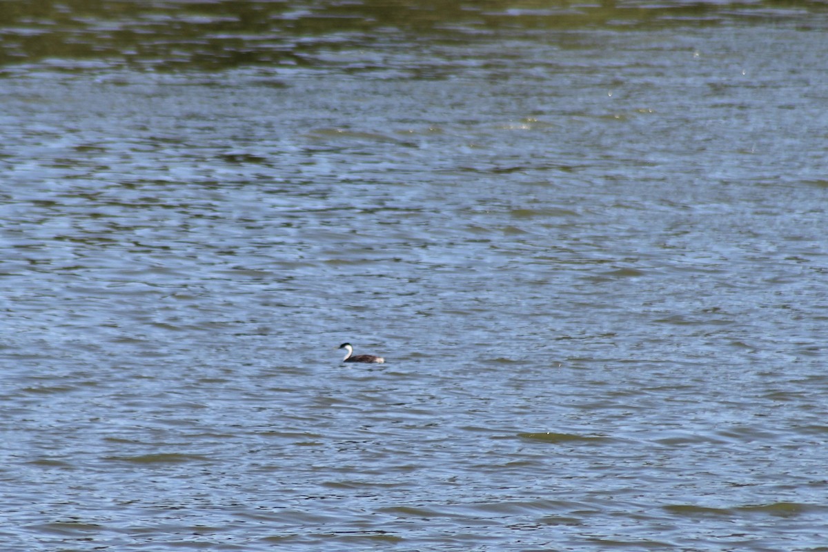 Western Grebe - ML622108959