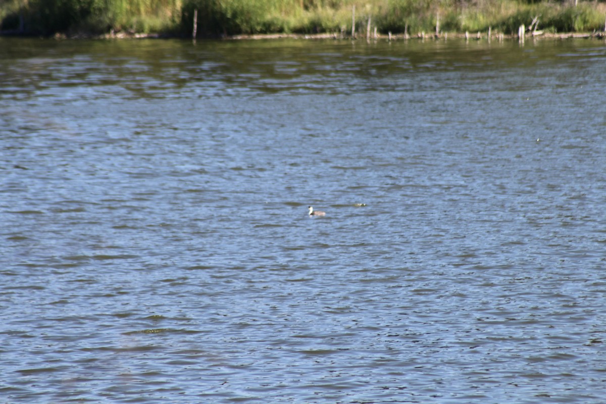 Western Grebe - ML622108960