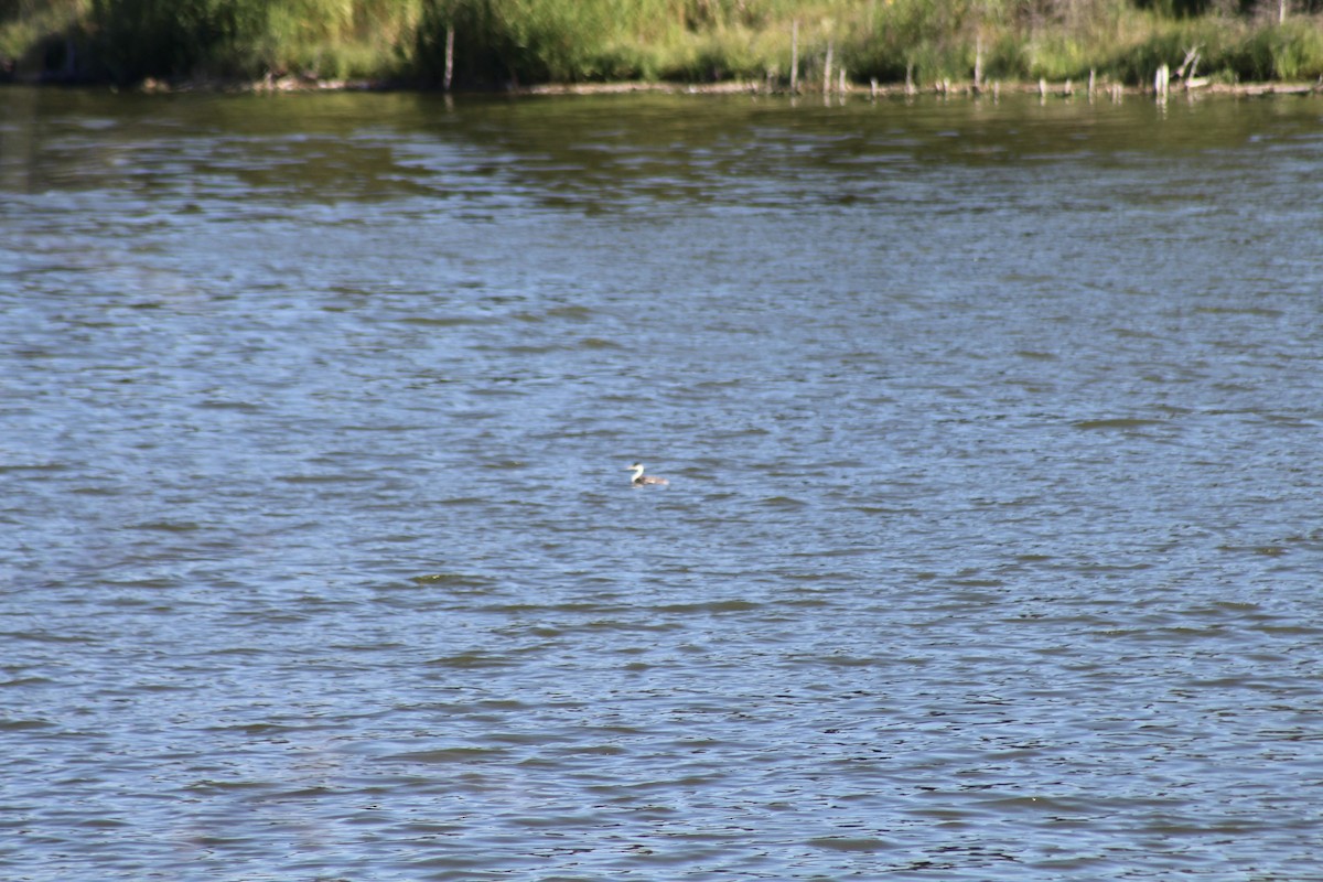 Western Grebe - ML622108961