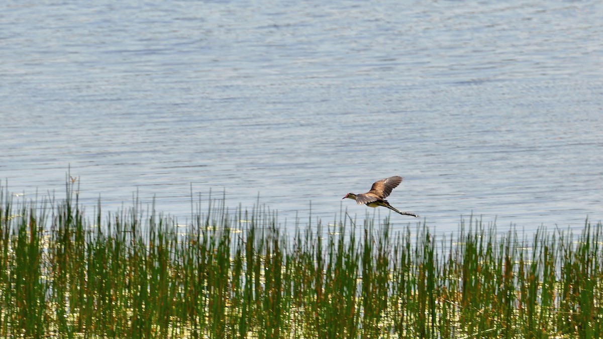 Comb-crested Jacana - Soren Bentzen