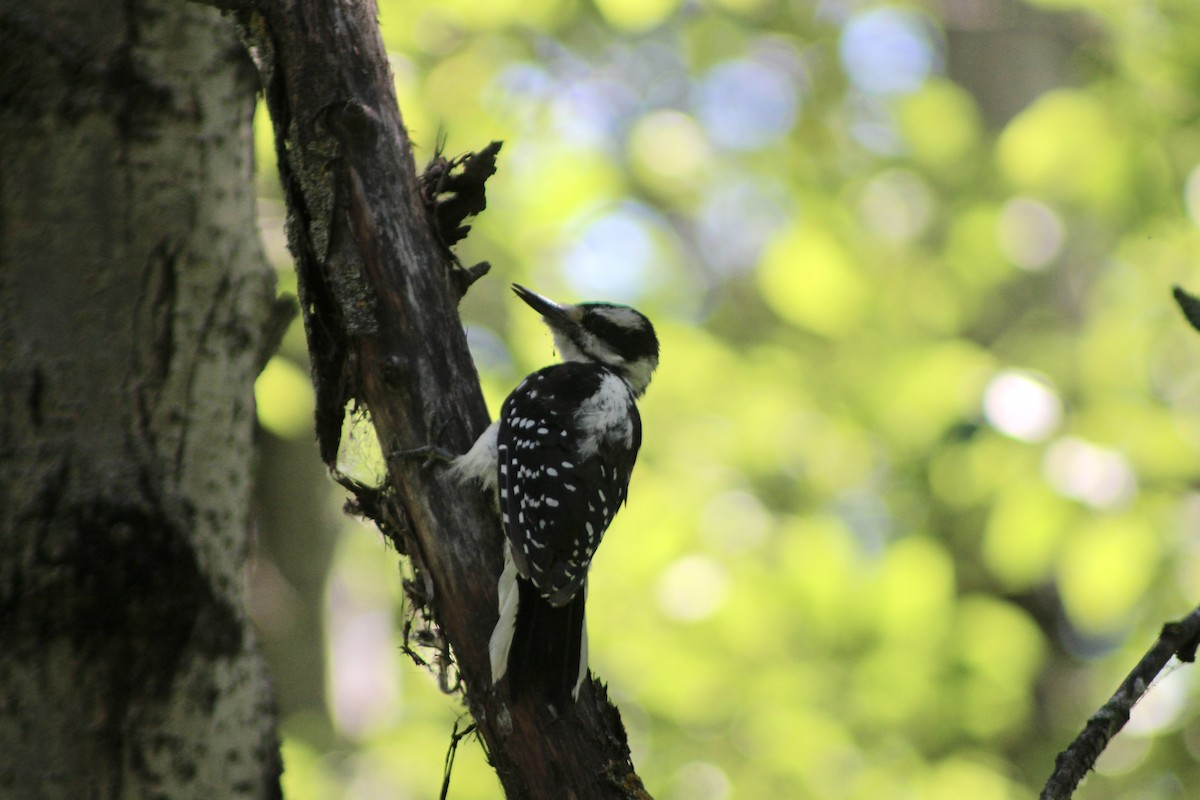 Hairy Woodpecker - Anne R.