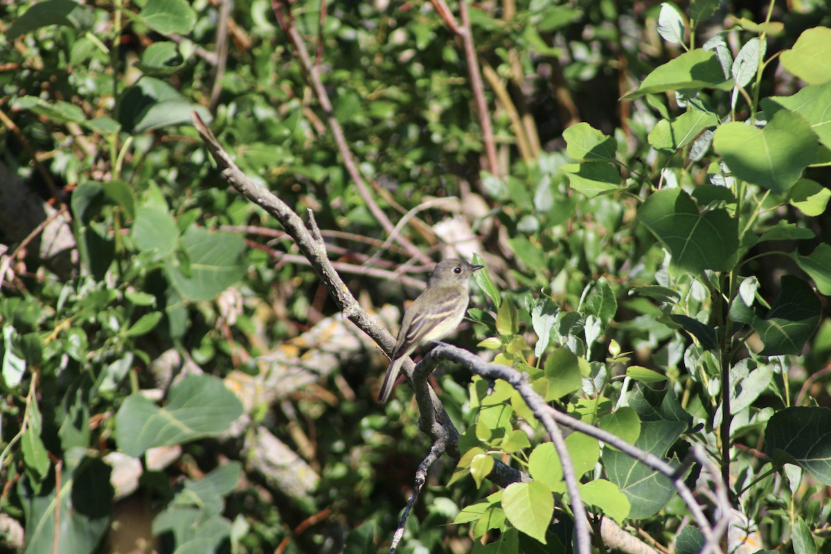 Least Flycatcher - Anne R.