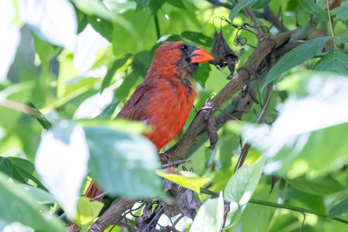 Northern Cardinal - Sandy & Bob Sipe