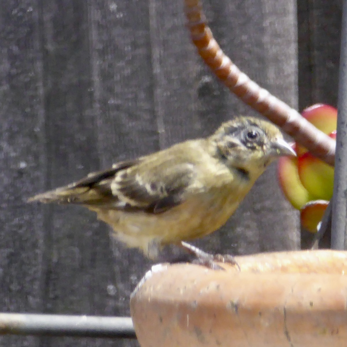 Lesser Goldfinch - Anonymous