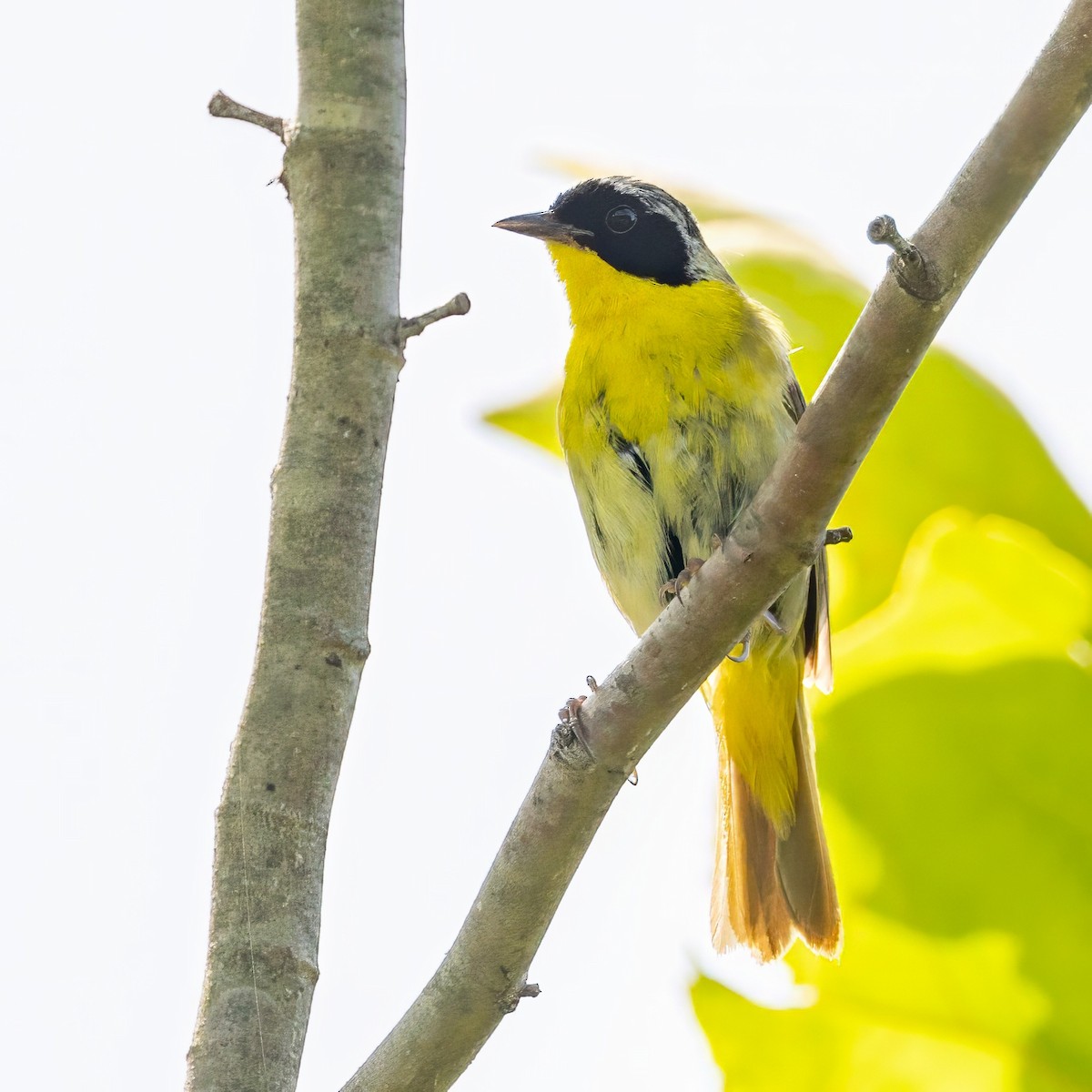 Common Yellowthroat - Sandy & Bob Sipe