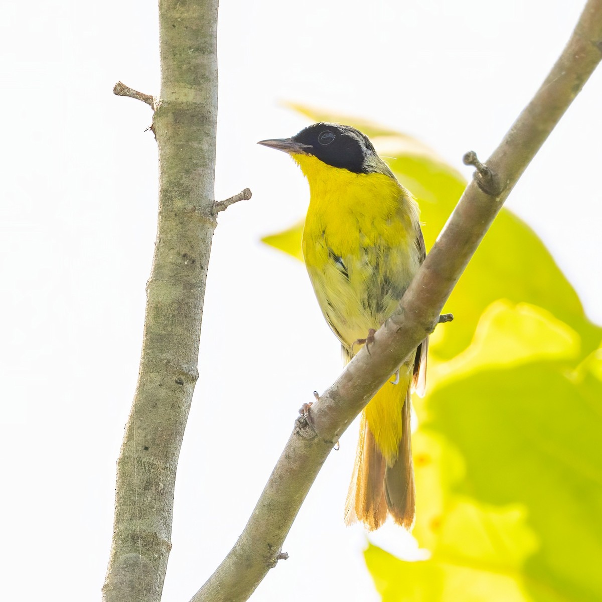 Common Yellowthroat - Sandy & Bob Sipe