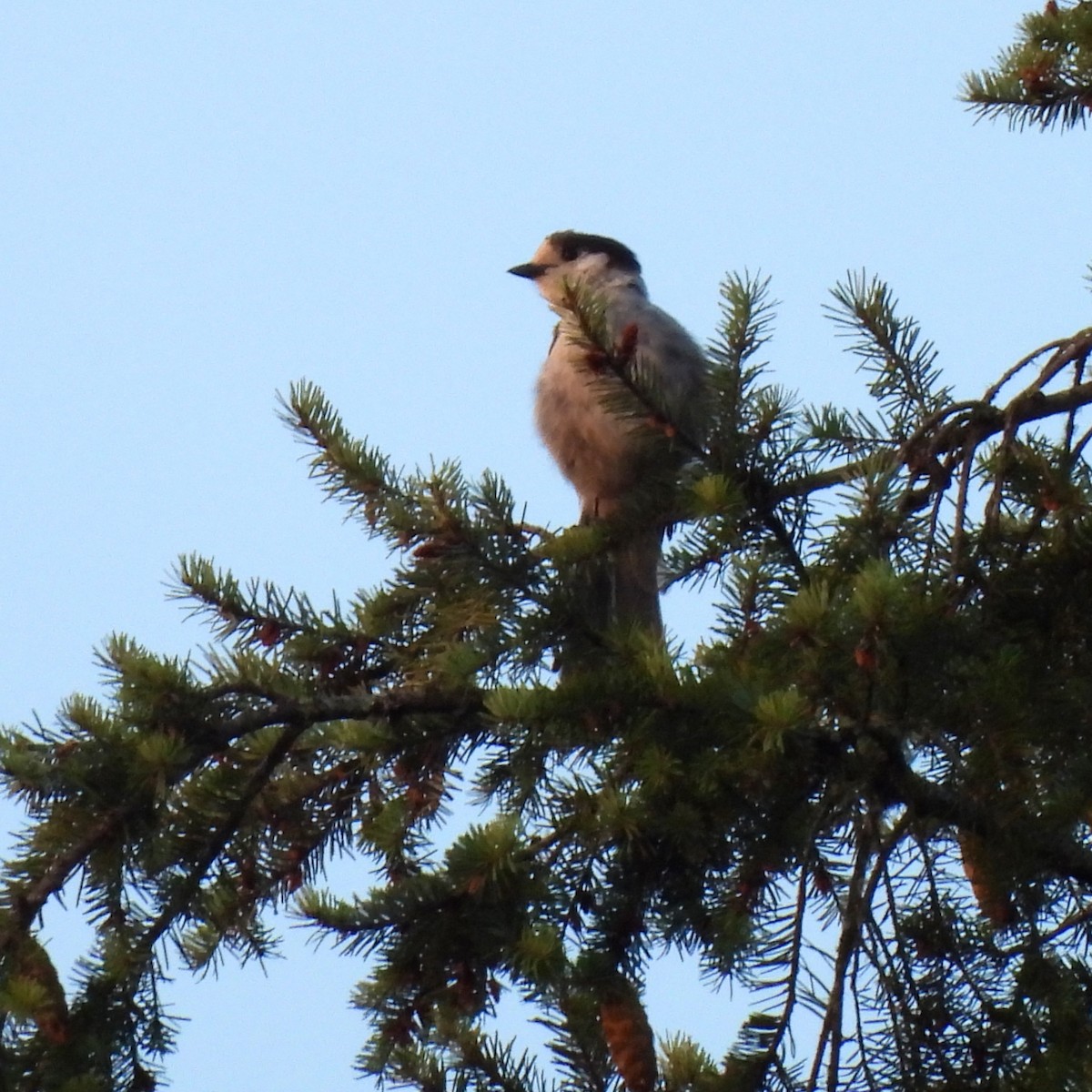 Canada Jay - ML622109073