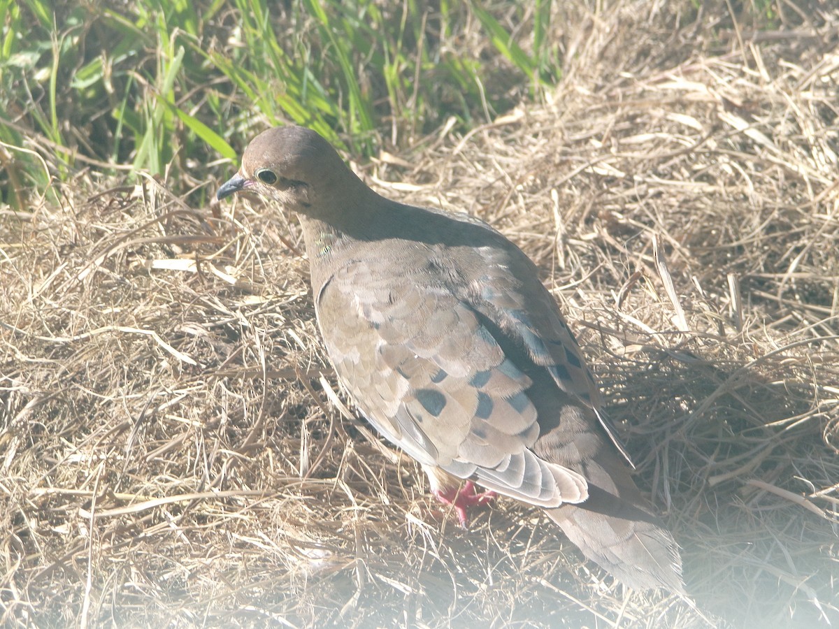 Mourning Dove - Texas Bird Family