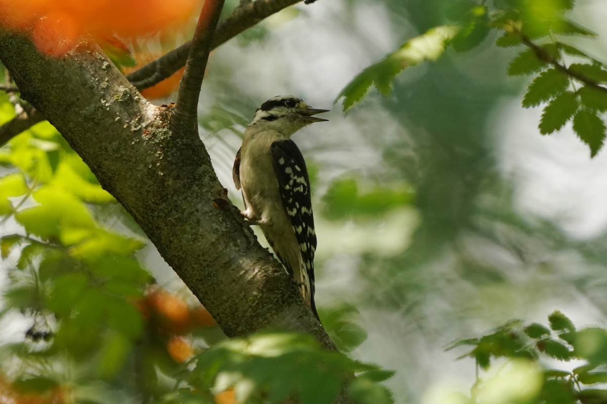 Downy Woodpecker - Ghislaine Boulet 🦉