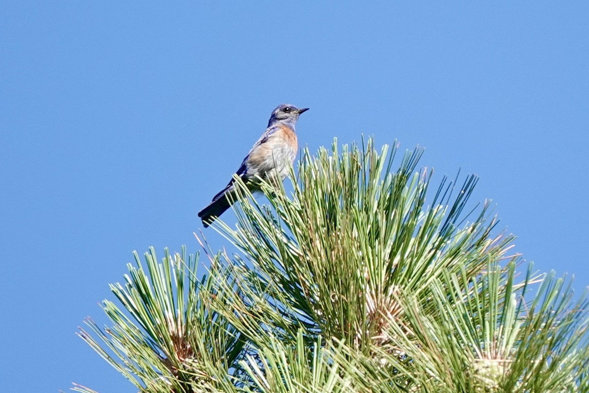 Western Bluebird - Bob Greenleaf