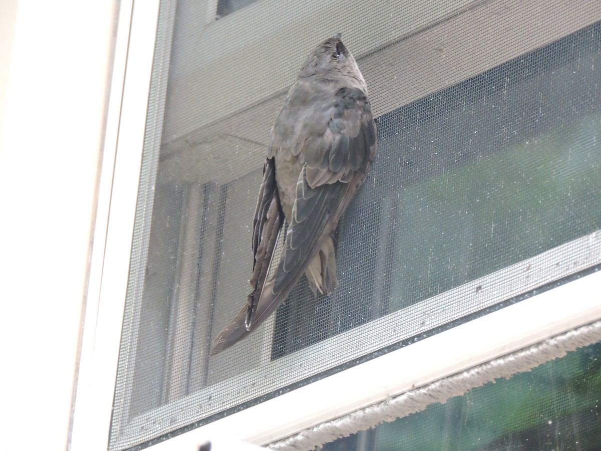 Chimney Swift - Meeting Place Group