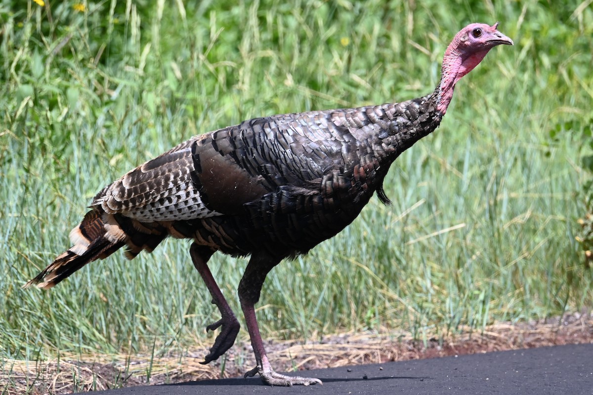 Wild Turkey - ML622109162