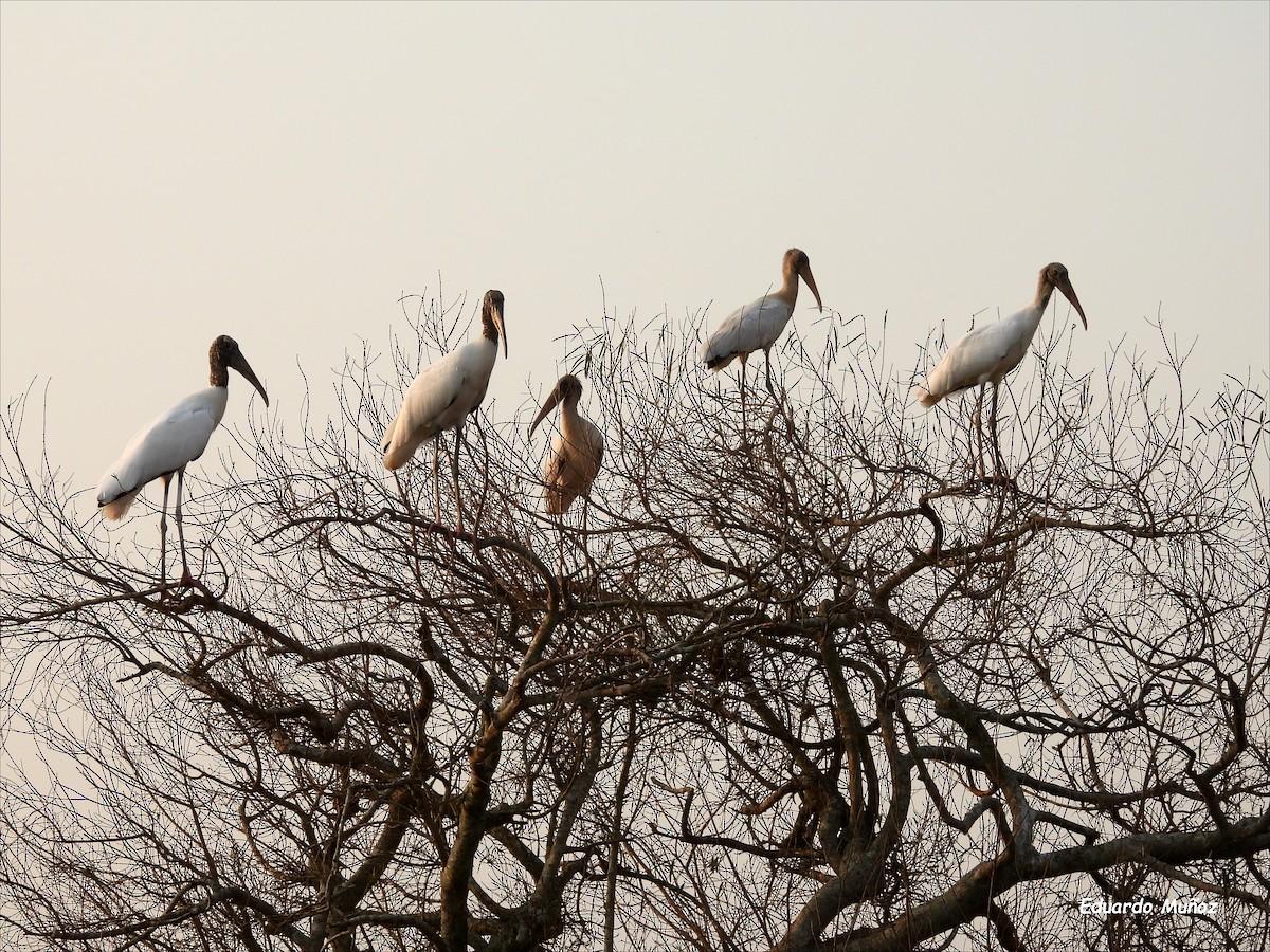 Wood Stork - Hermann Eduardo Muñoz