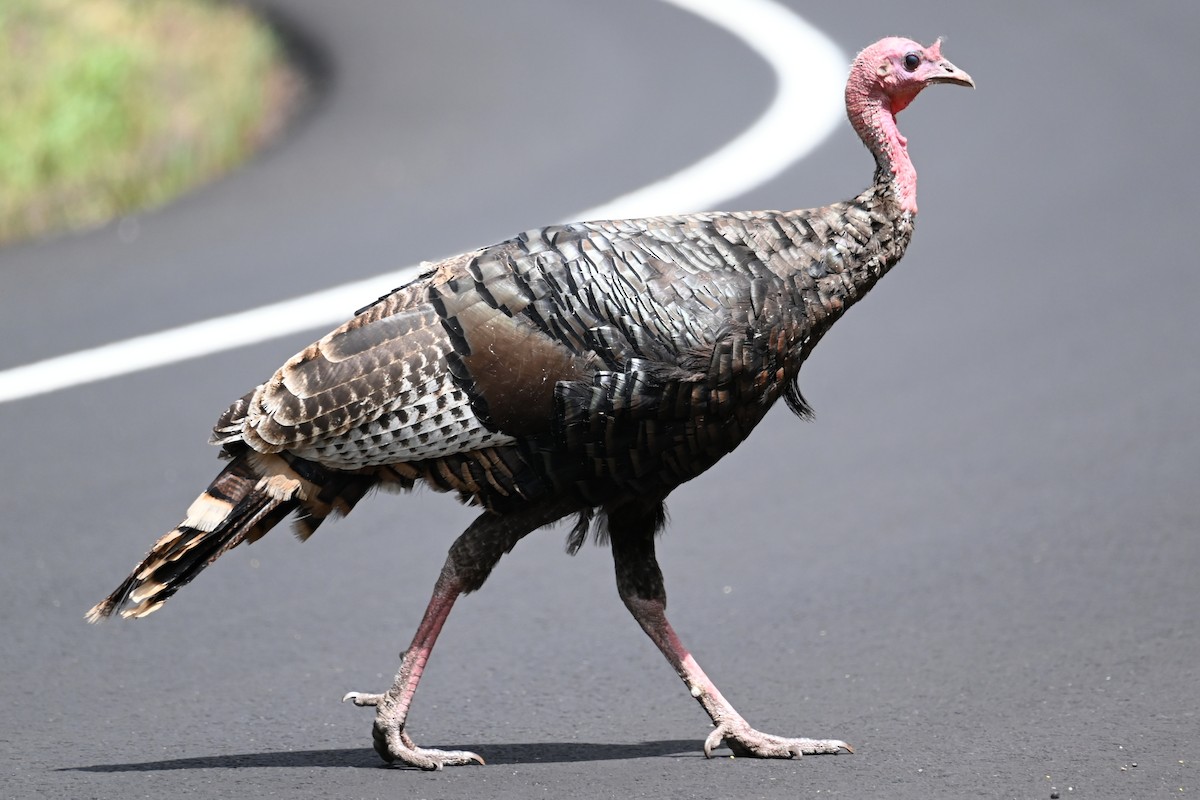 Wild Turkey - ML622109180