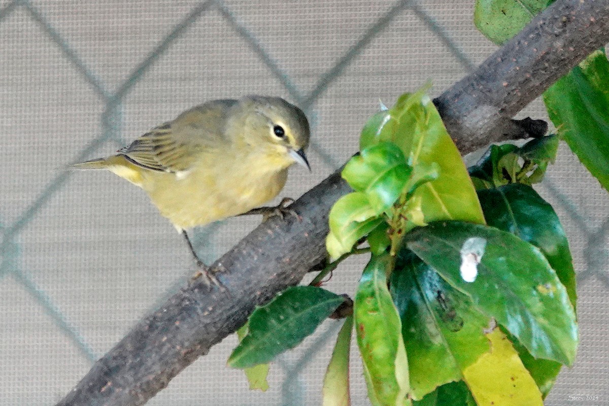 Orange-crowned Warbler - Steve Neely